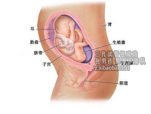 供卵代生双胞胎怎么样，子宫内膜炎有“信号”